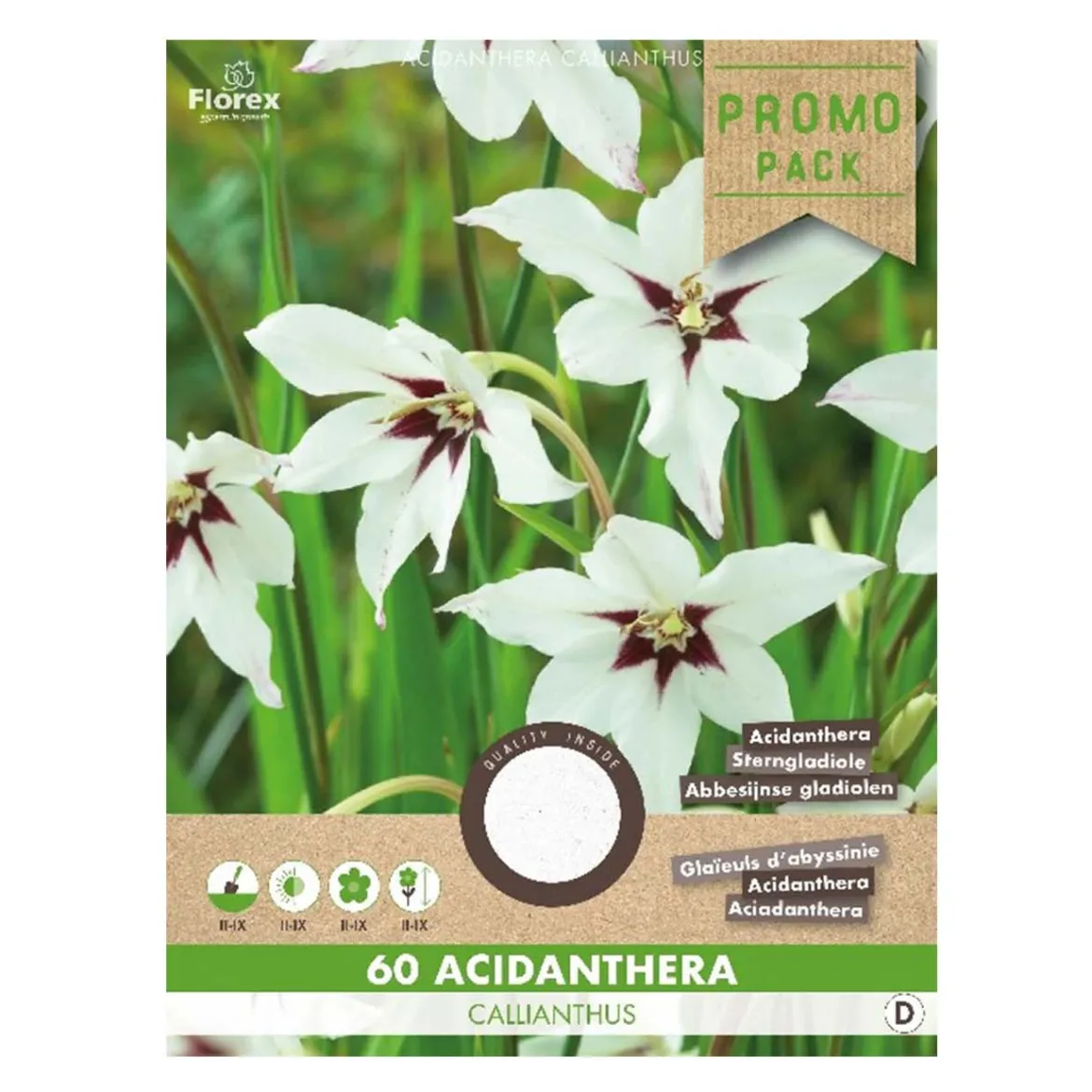 Acidanthera callianthus - 60 løg