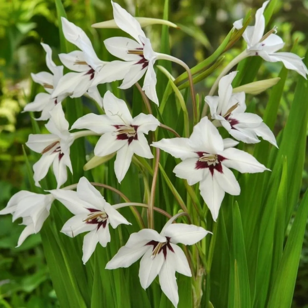 Acidanthera callianthus - 60 løg