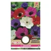 Anemone De Caen mix - 15 løg