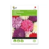 Asters frø, "Queen of the market" - mix