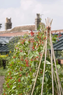 Bambuspinde til opbinding 120 cm