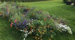 Blomsterblanding - Blomstereng 25 m2