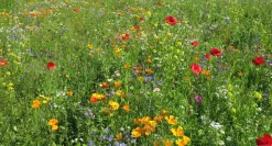 Blomsterblanding - Hurtig blanding, 30 m2