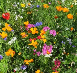 Blomsterblanding - Hurtig blanding, 30 m2