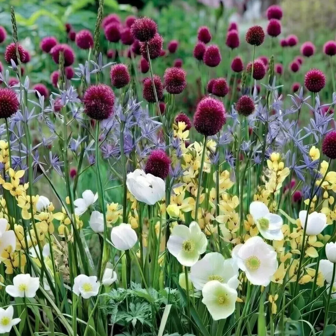 Blomsterløg 'Sommerfugleblanding'