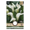 Calla Zantedeschia Albomaculata hvid - 1 løg