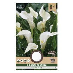 Calla Zantedeschia Albomaculata hvid - 1 løg