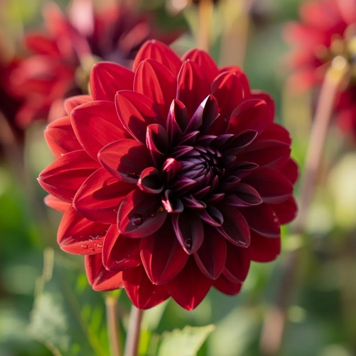 Dahlia "Arabian Night" - 1 knold
