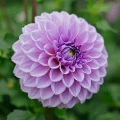 Dahlia 