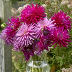Dahlia "Cactus Orfeo" - 1 knold