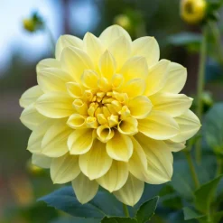 Dahlia "Dekorativt mix" - 5 knolde