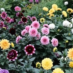 Dahlia 