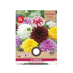 Dahlia 