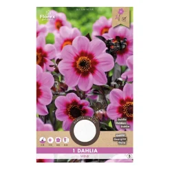 Dahlia 
