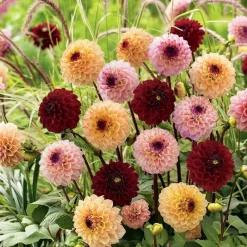 Dahlia "Julia Mix" - 3 knolde
