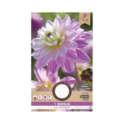 Dahlia "Luca Johanna" - 1 knold