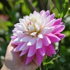 Dahlia 