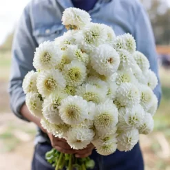 Dahlia "Snowflake Pompon" - 1 knold