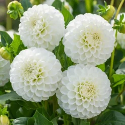 Dahlia 