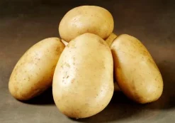 Folva læggekartofler - 1,5 kg. (middel tidlig)