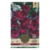 Gladiolus Black star - 6 løg