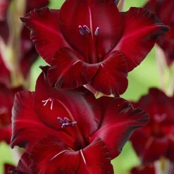 Gladiolus Black star - 6 løg