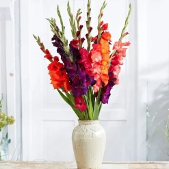 Gladiolus mix blomsterløg - 8 stk.