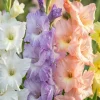 Gladiolus Pastel mix - 8 løg