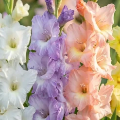 Gladiolus Pastel mix - 8 løg