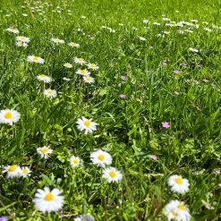 Græsfrø Barenbrug Happy Lawn - 25 m2
