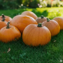 Græskar frø, Jack O´lantern
