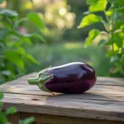 Økologisk Aubergine frø 