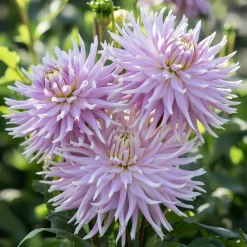 Økologisk Dahlia