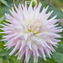 Økologisk Dahlia