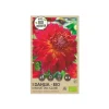 Økologisk Dahlia "Manhattan Island XXL" - 1 knold