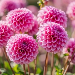 Økologisk Dahlia "Sandra" - 1 knold
