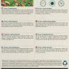 Økologisk Frøkenhat frø "Dahlia Flowered"