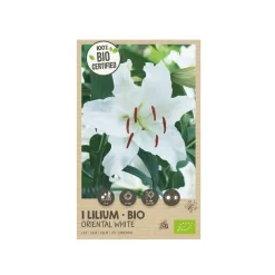 Økologisk Lilje, Oriental White - 1 løg