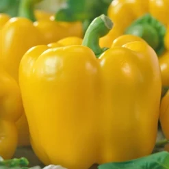 Økologisk Peberfrugt gul frø, Yellow California Wonder