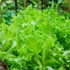 Økologisk Pluksalat frø, Bionda a faglia riccia