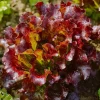 Økologisk Pluksalat frø, Red Salad Bowl