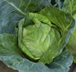 Økologisk Spidskåls frø, Caraflex F1