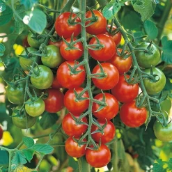 Økologisk Tomat frø, Gardener´s Delight