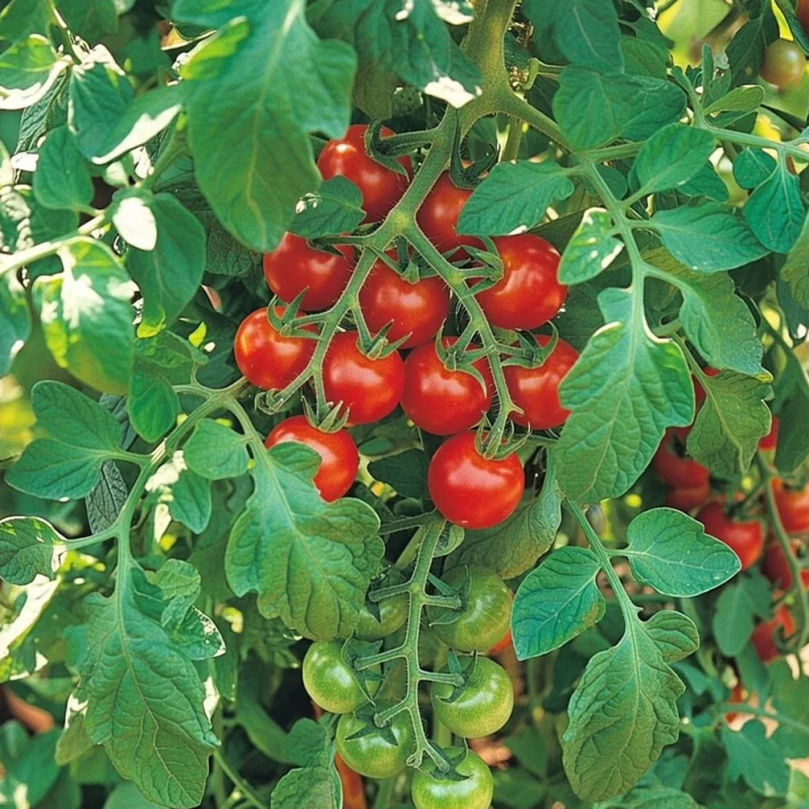 Økologisk Tomat frø, Gardener´s Delight