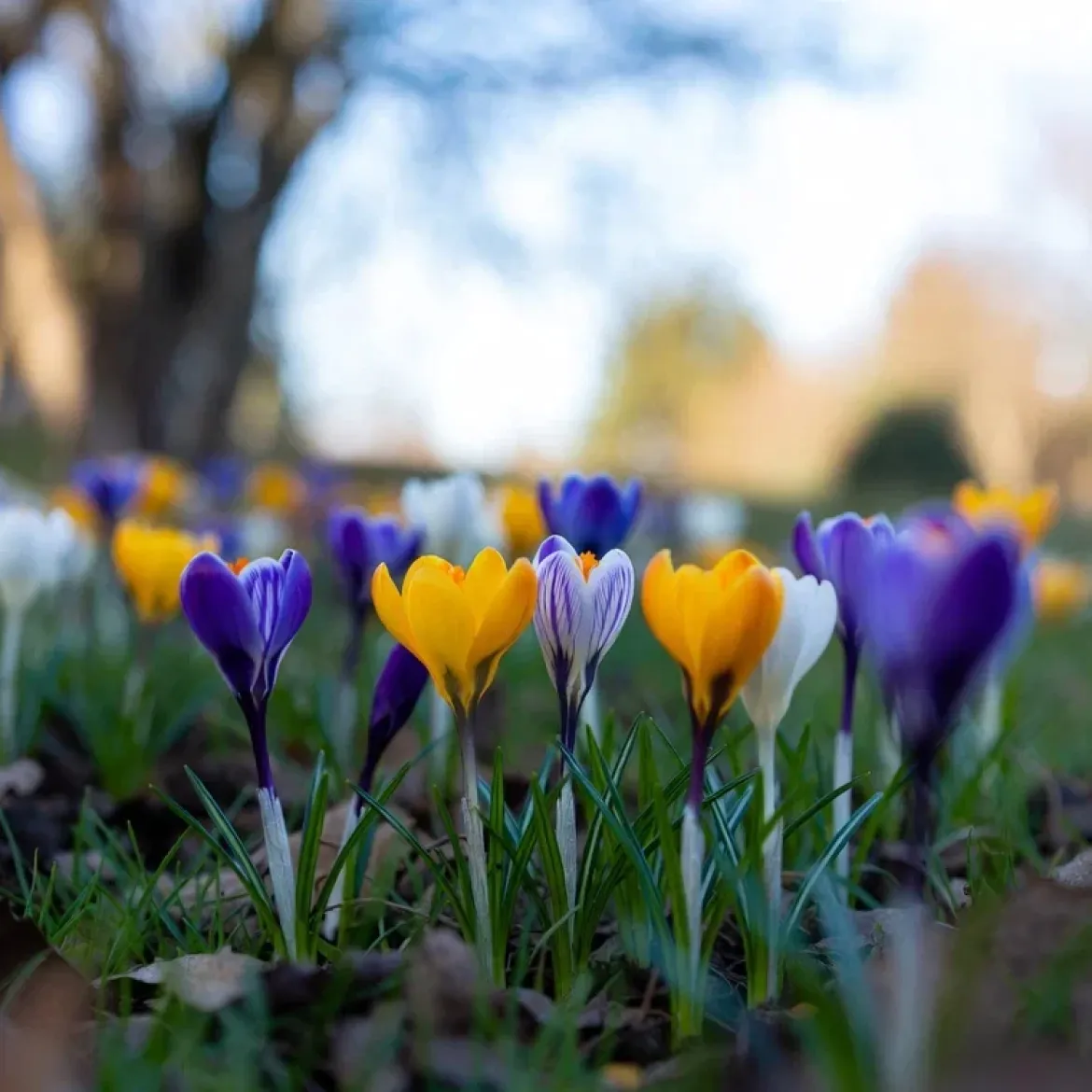 Krokus 'Havekrokus Mix'