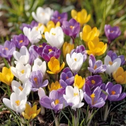Krokus 'Havekrokus Mix'
