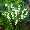 Liljekonval Convallaria majalis - 5 løg