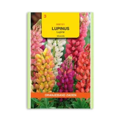 Lupin frø "Minarette mix" - Oranjeband