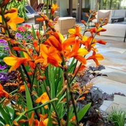 Montbretia Crocosmia orange - 20 løg