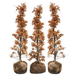 Nordic Gardens færdig bøgehæk "Fagus" - 140 cm